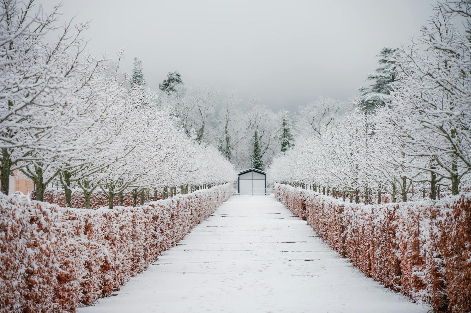 A picturesque winter scene in Real Sitio de San Ildefonso with snow-laden trees aligning a path.