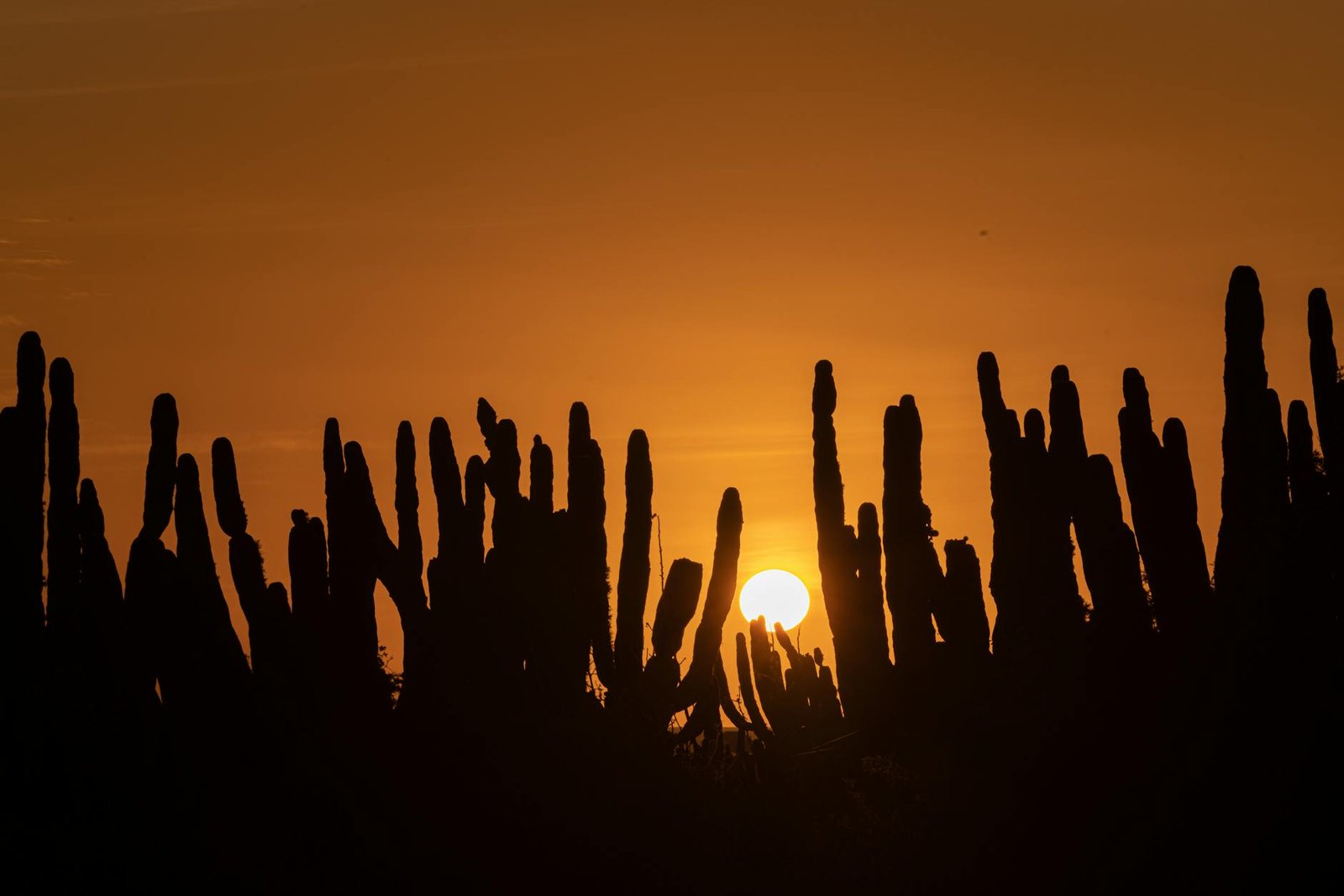 Dramatic silhouette of tall cacti against a vibrant sunset in San Rafael, Mexico.
