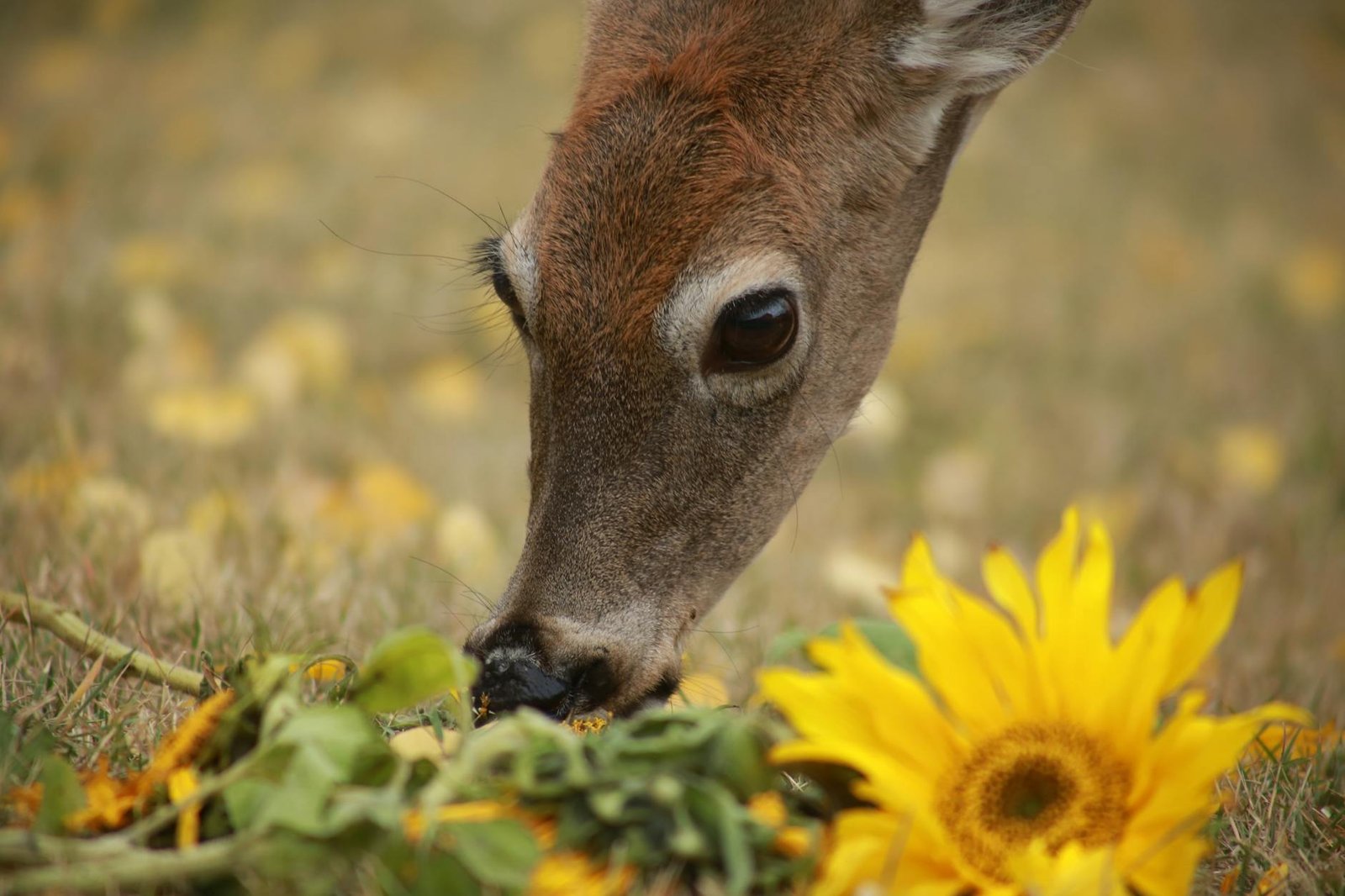 A deer curiously sniffing sunflowers in a field filled with autumn vibes.