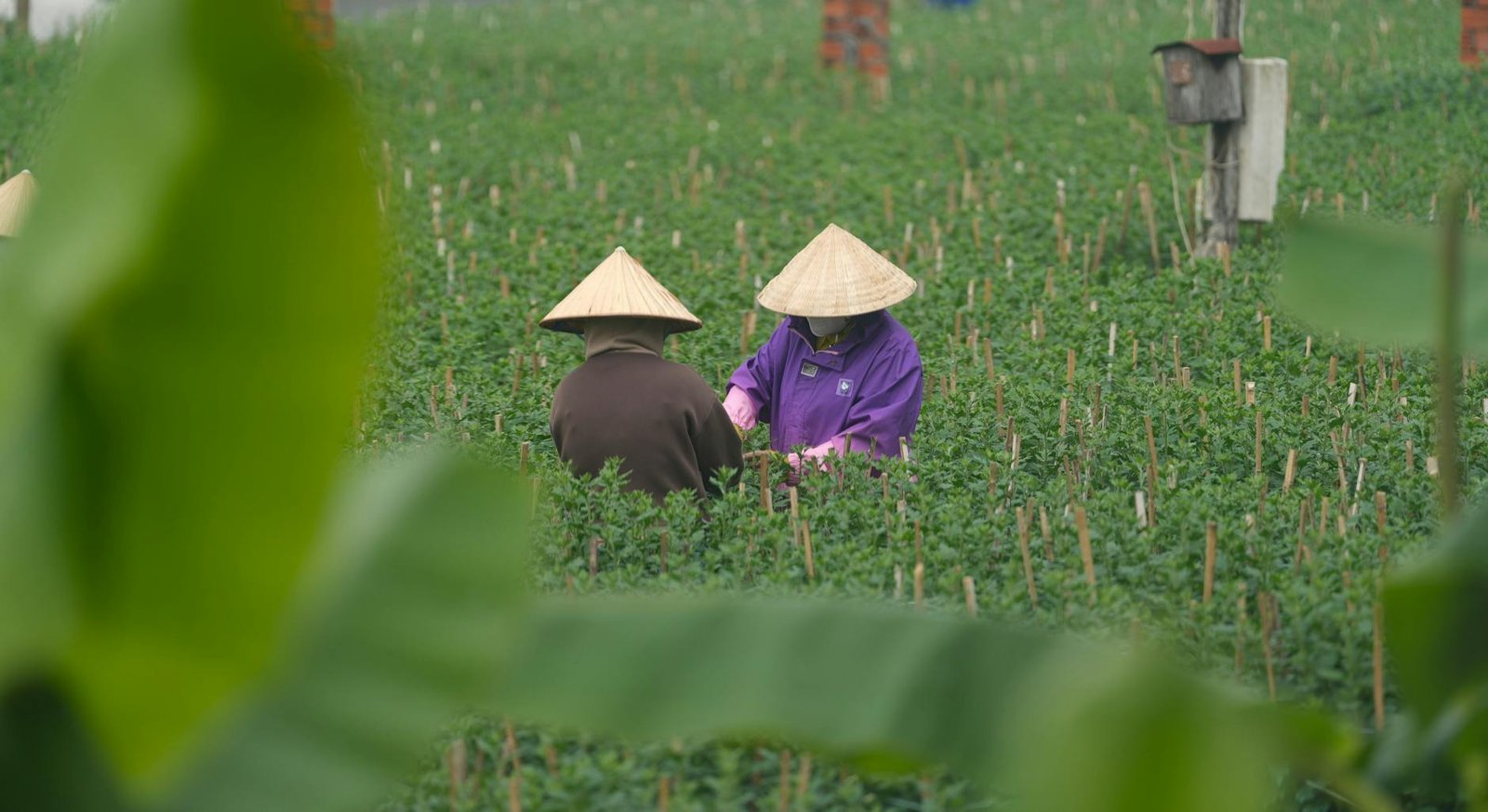 Two farmers wearing conical hats tending to crops in a green field. Captured on a calm day.