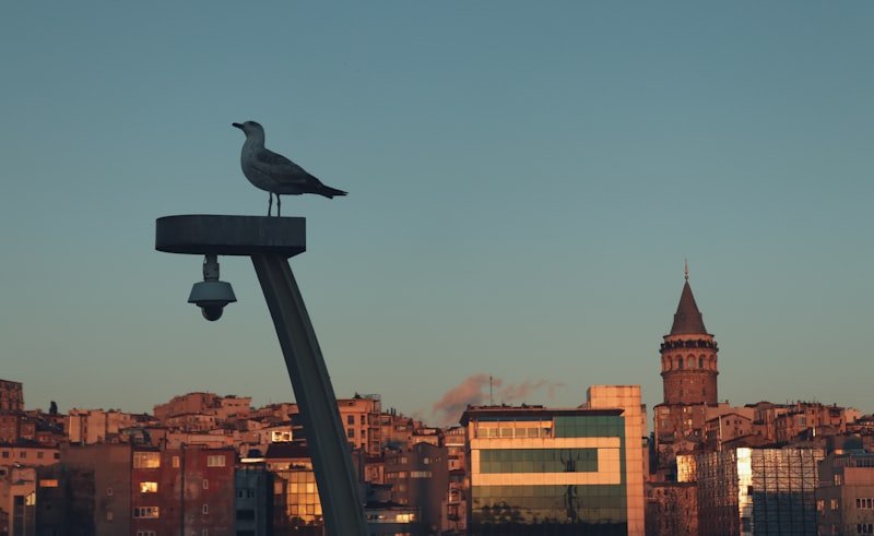 a bird sitting on top of a street light